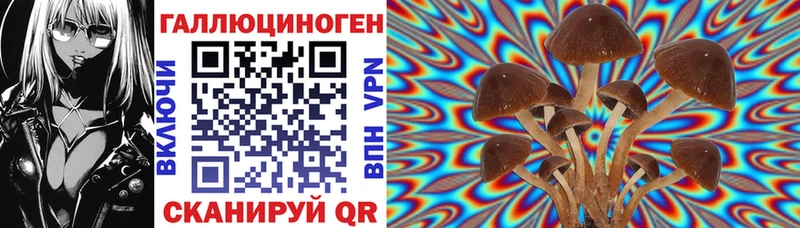 omg вход  Вязники  darknet телеграм  Галлюциногенные грибы Psilocybine cubensis 